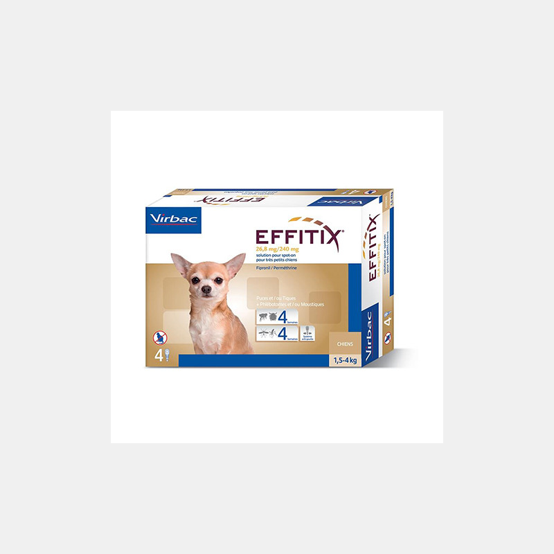 Chien Et Chat Cheval Energy