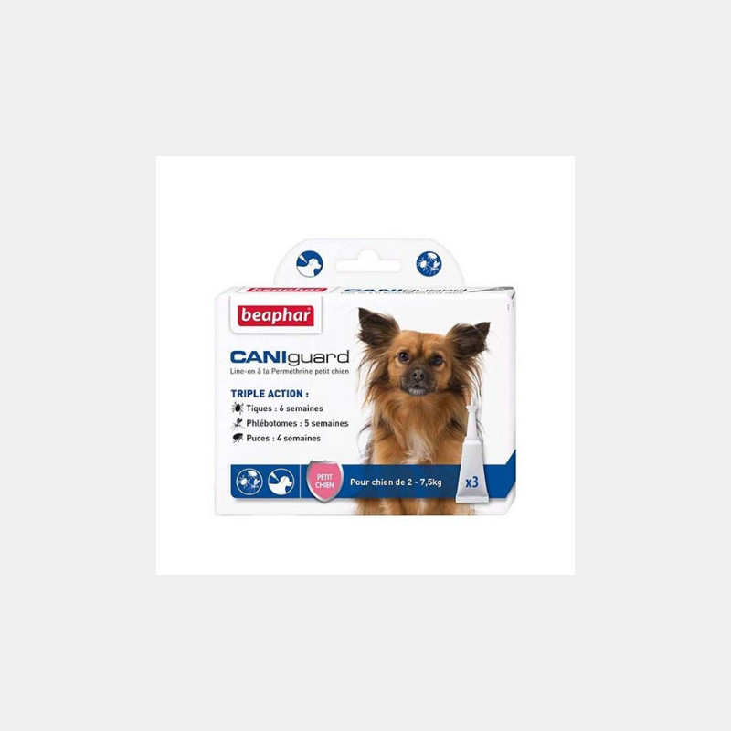 Chien Et Chat Cheval Energy