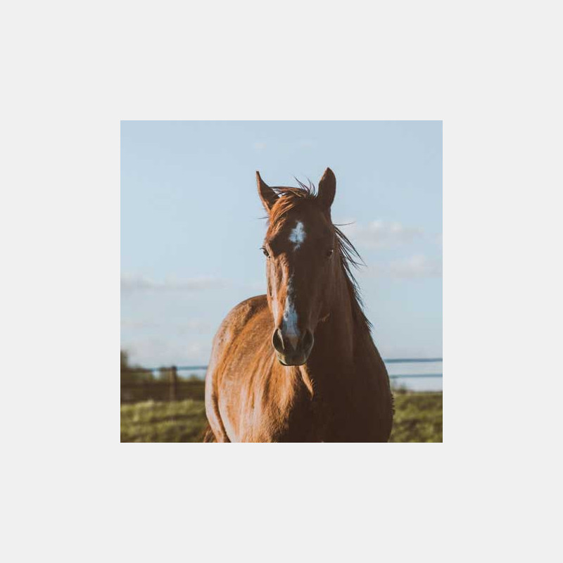 Coproscopie Cheval Coproscopie Cheval