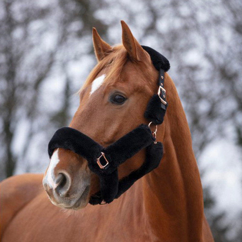 EQUITHÈME - Licol Teddy - Noir/Rose Gold EQUITHÈME - Licol Teddy - Noir/Rose Gold