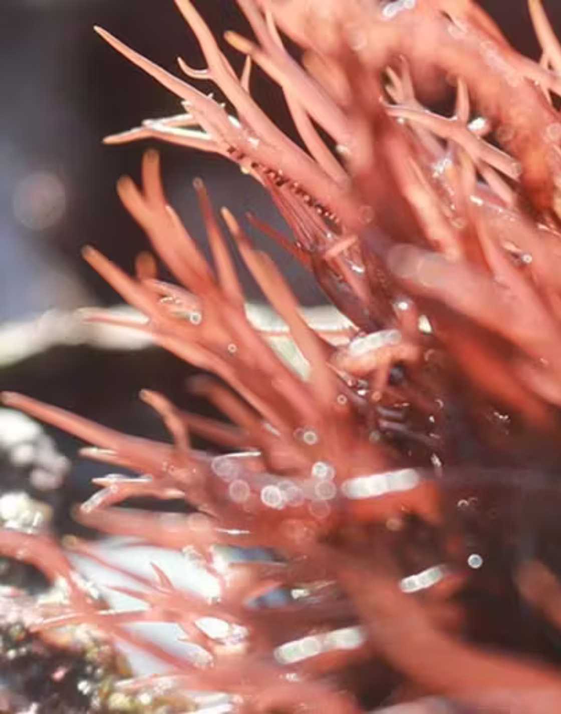 Lithothamne
