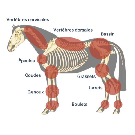 Le soutien articulaire du cheval au quotidien : Harpagophytum ou ...