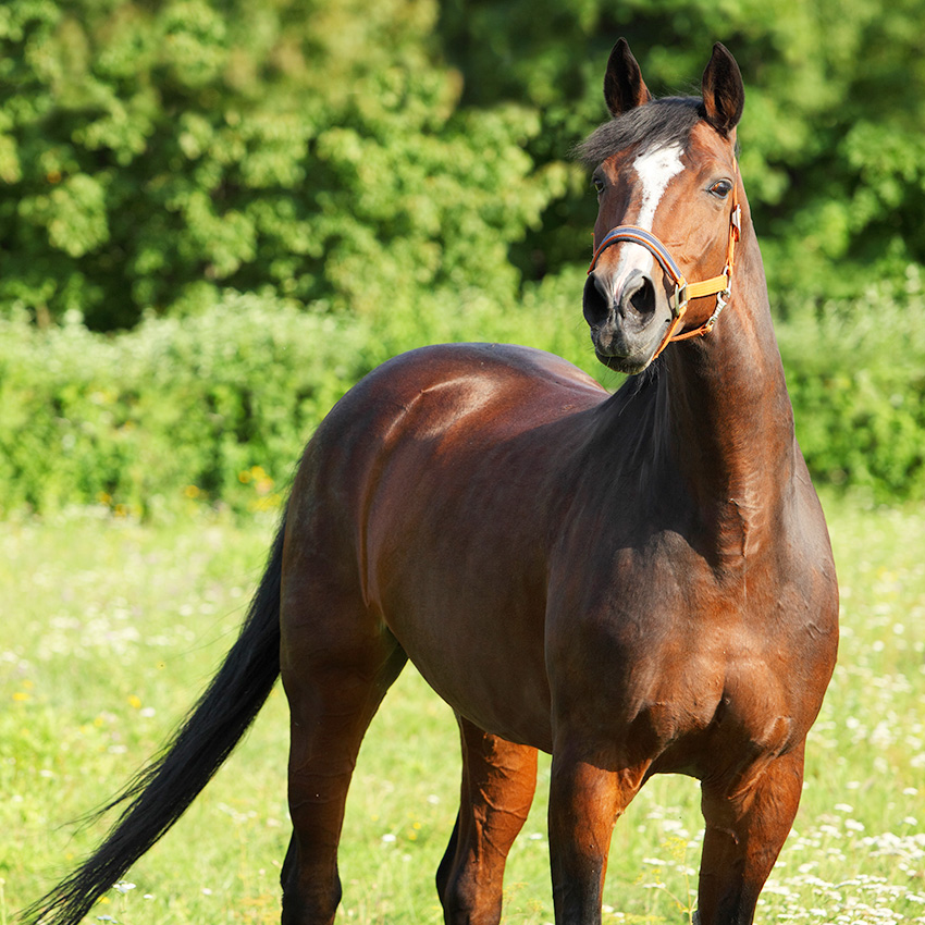 Cheval au pré pour l’été : les bons gestes