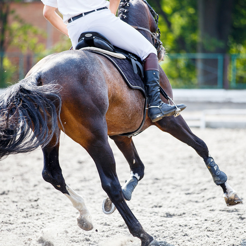 Concours hippique : Tout ce qu’il faut savoir