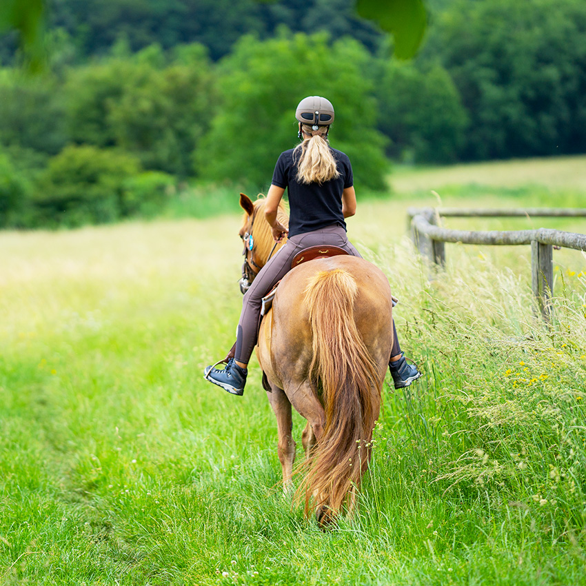 Tiques : quels risques pour vos chevaux