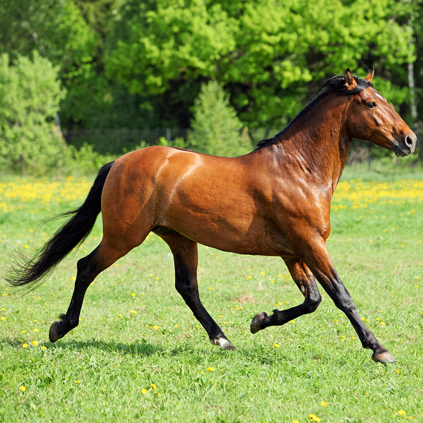 Retraite du cheval : le B-A.BA à savoir