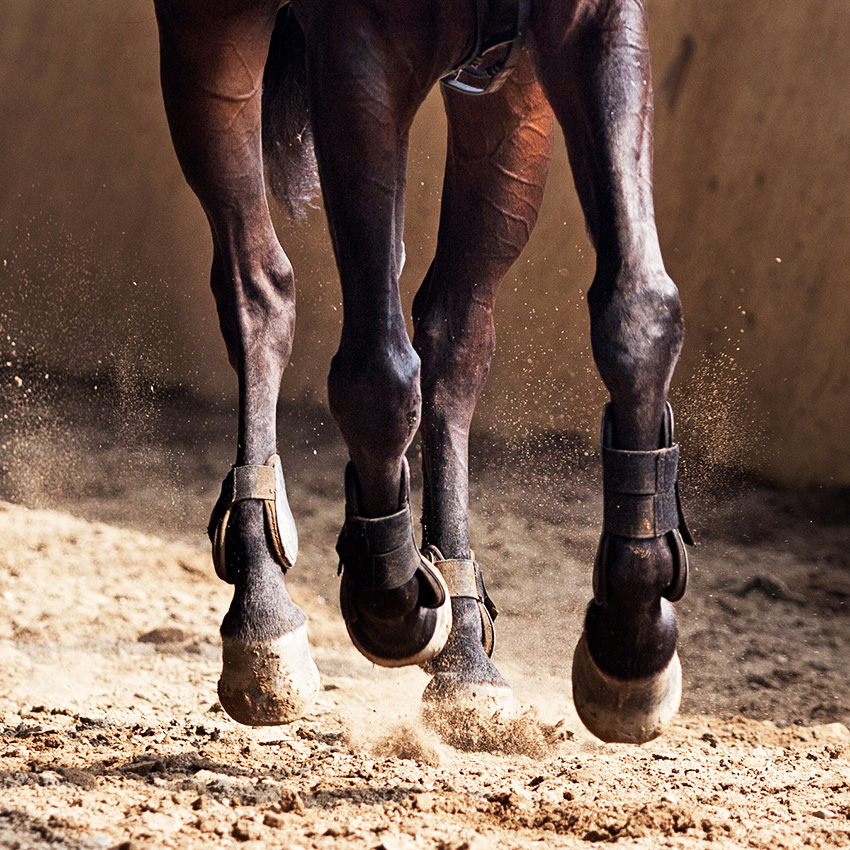 Locomotion du cheval : comprendre, prévenir et soigner