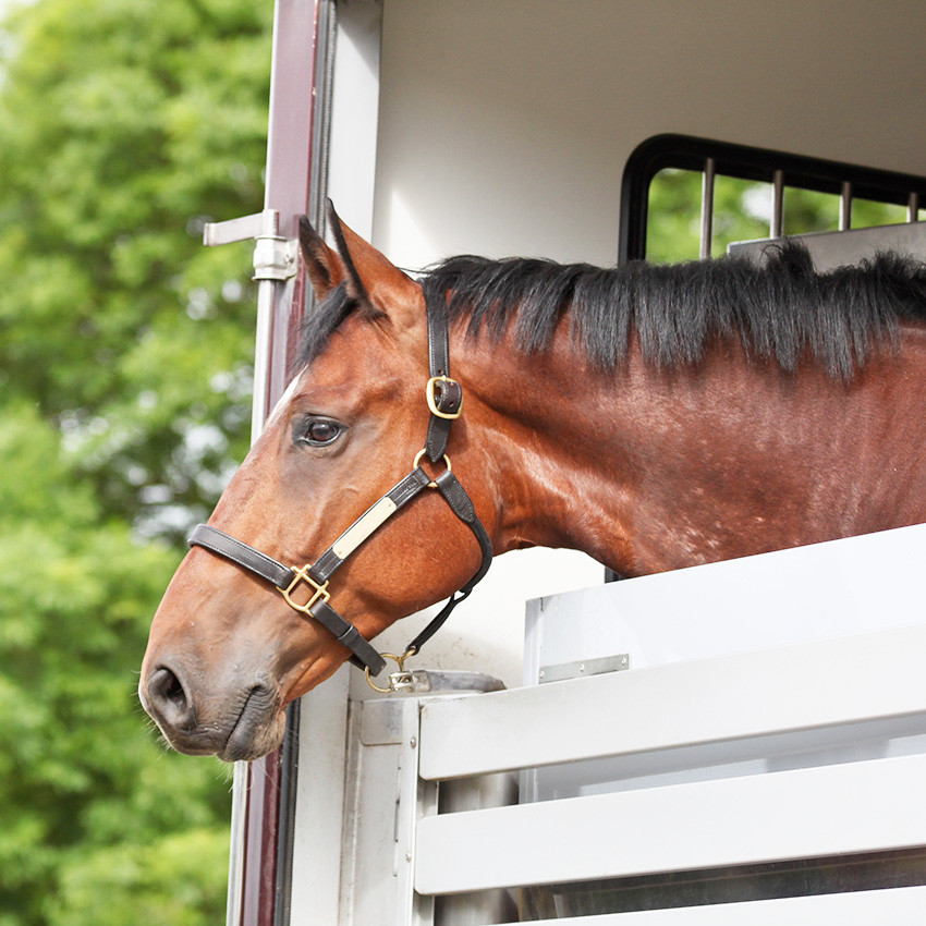 Retour à l'écurie après les vacances du cheval