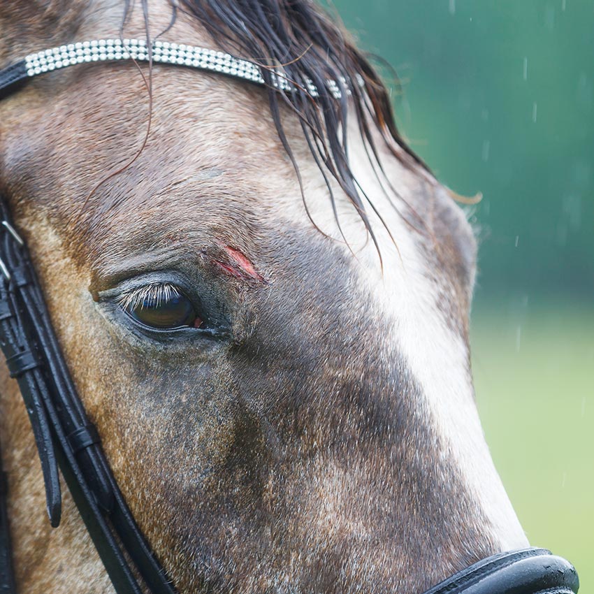 Petites plaies du cheval : comment les soigner