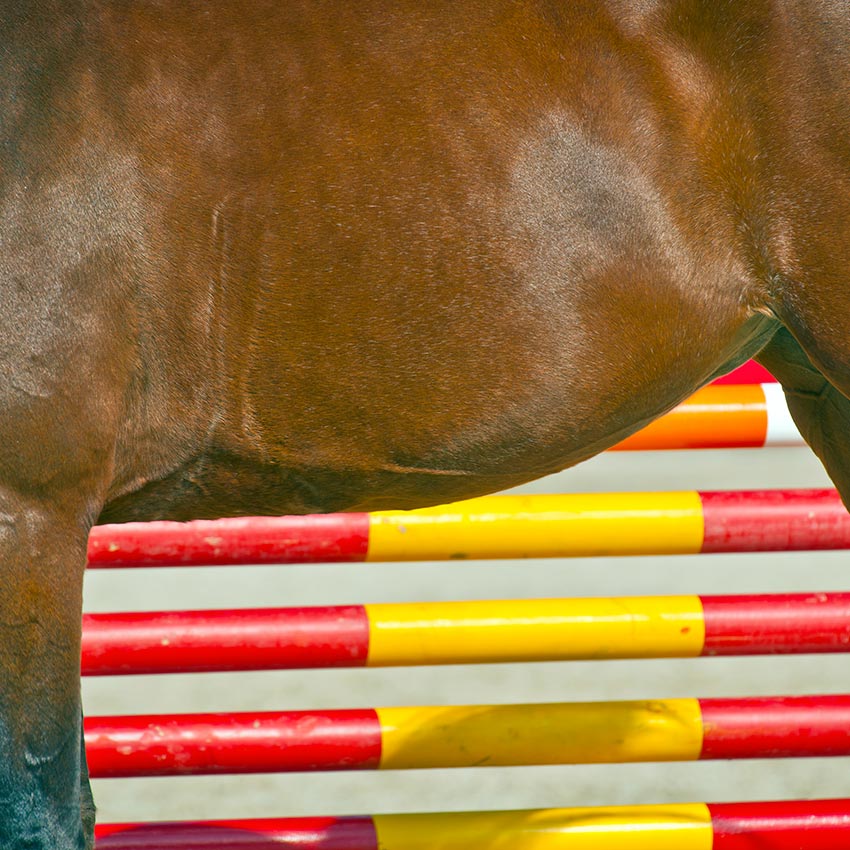 Foie et reins chez le cheval : comment soutenir ces organes d'élimination