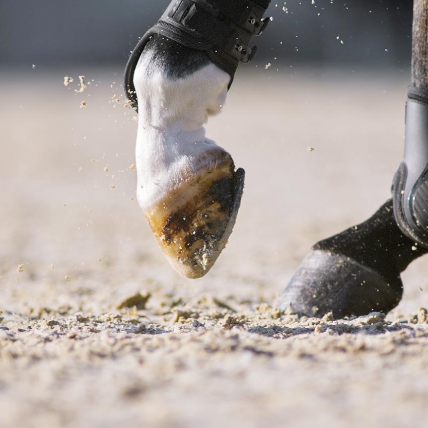 Molettes chez le cheval : les causes et les traitements