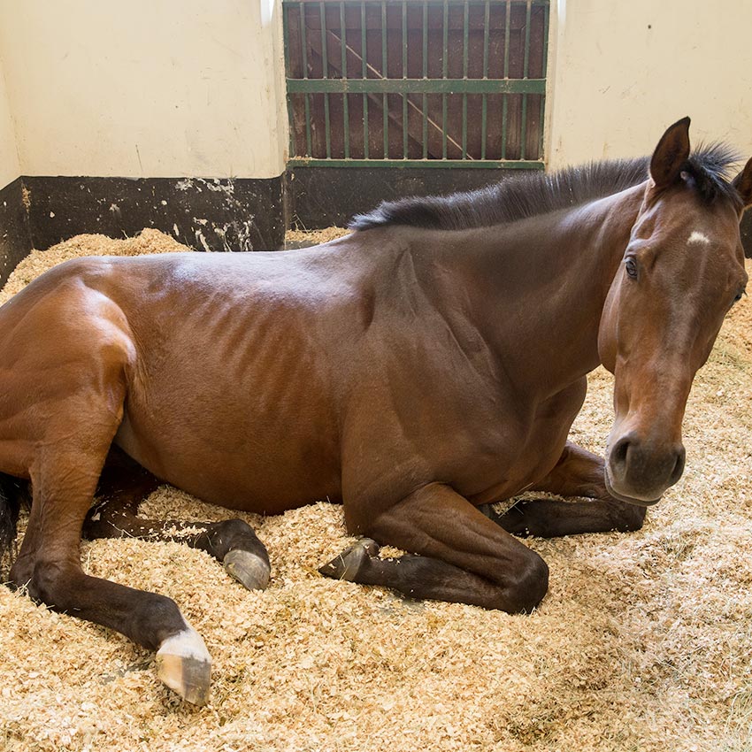 Emphysème chez le cheval : causes et traitements