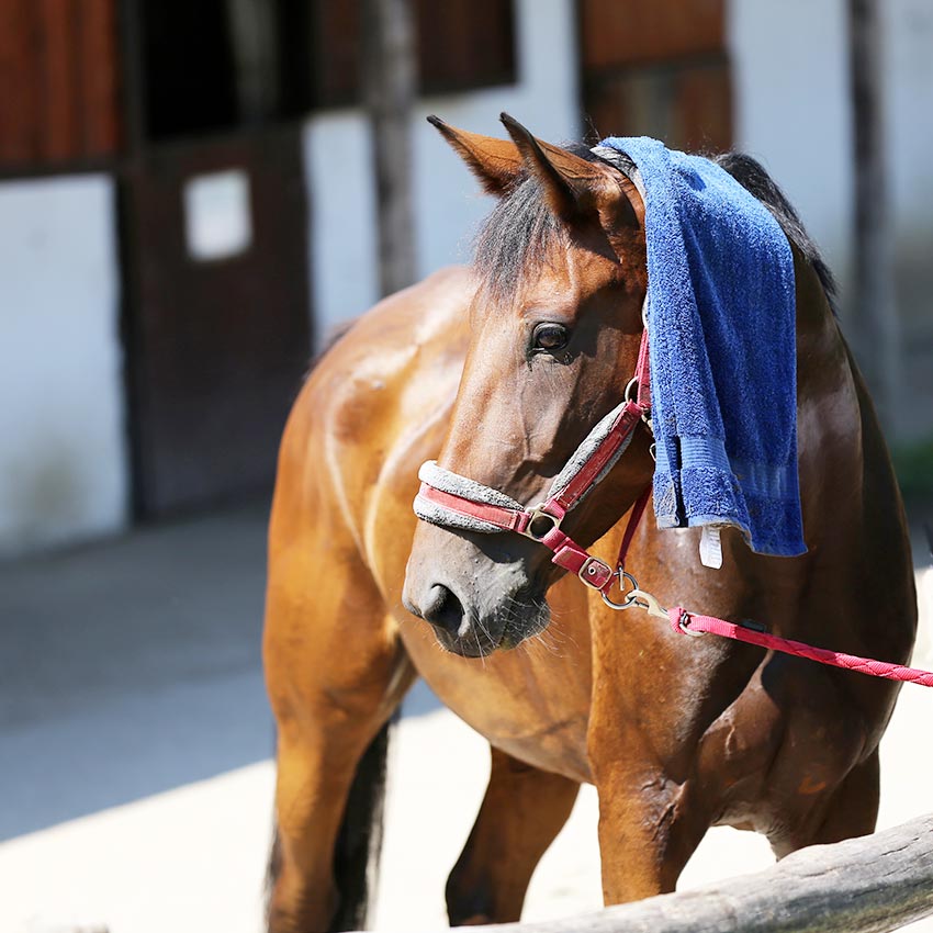 Coup de chaleur chez le cheval : comment le protéger