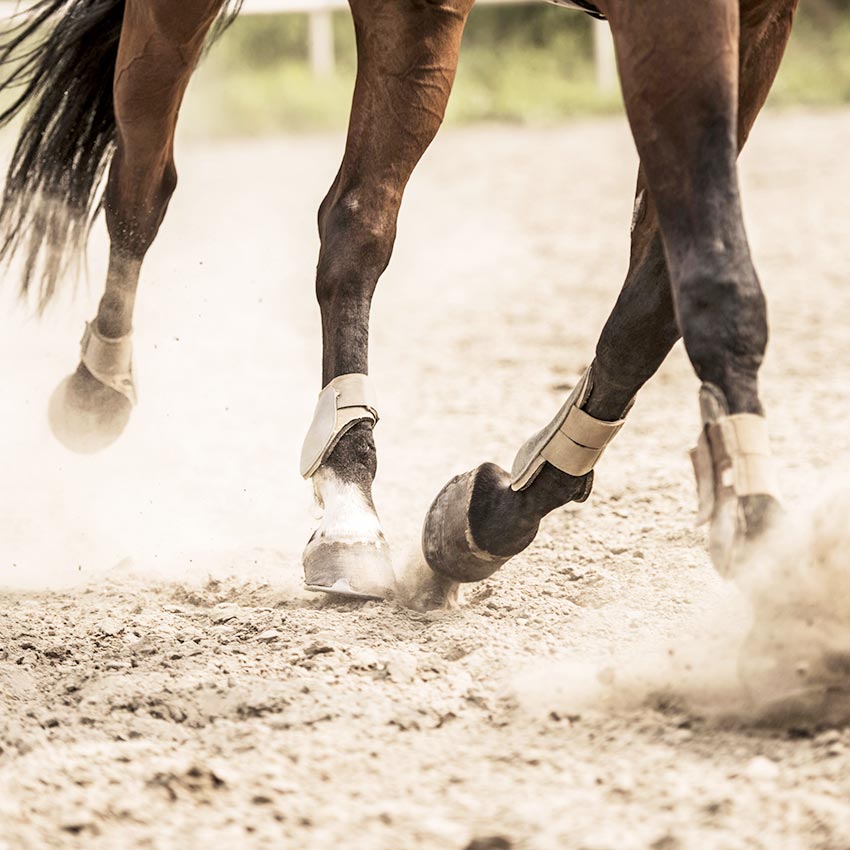 Cheval naviculaire : comment prévenir et soulager
