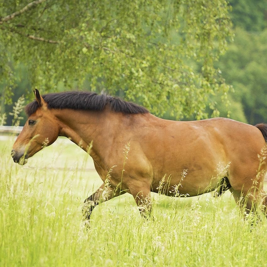 Remèdes de grand-mère pour soigner les chevaux