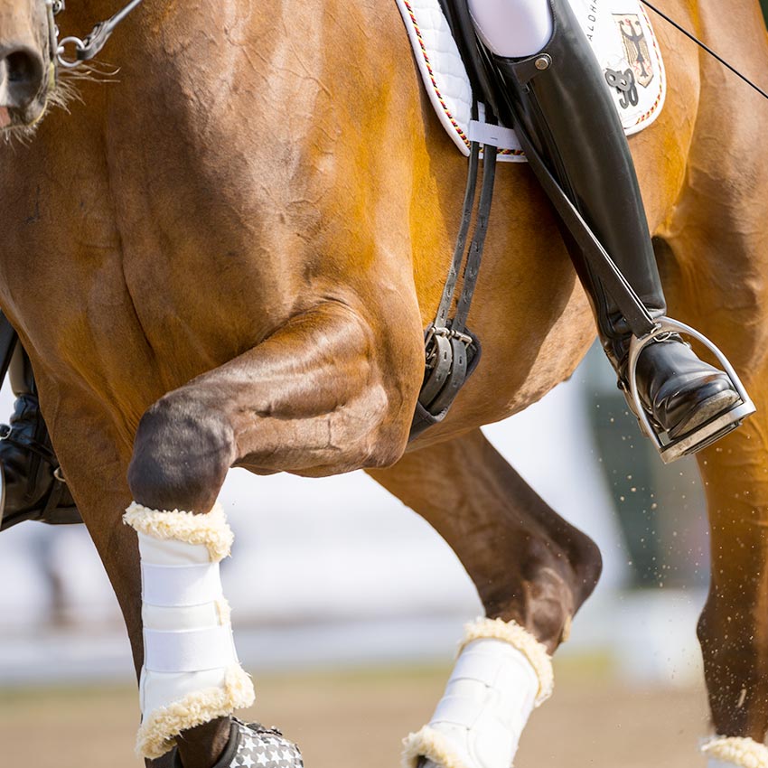 Muscles du cheval  : comment les soutenir et les stimuler