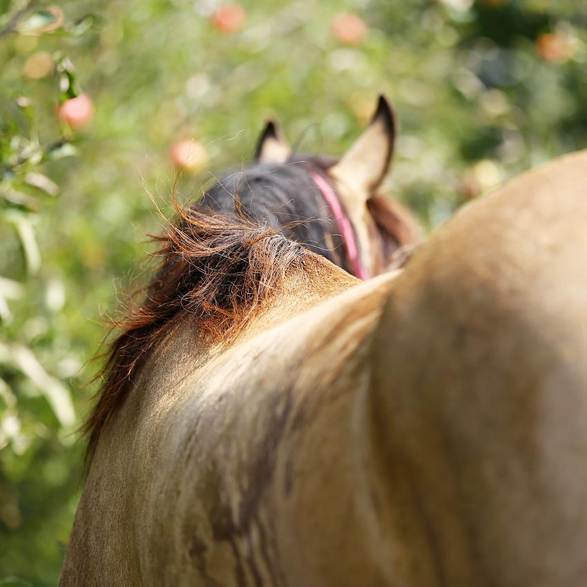Prébiotiques & probiotiques chevaux : leur utilité