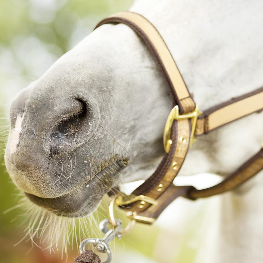 Nébulisation chez le cheval : pourquoi est-elle si populaire ?