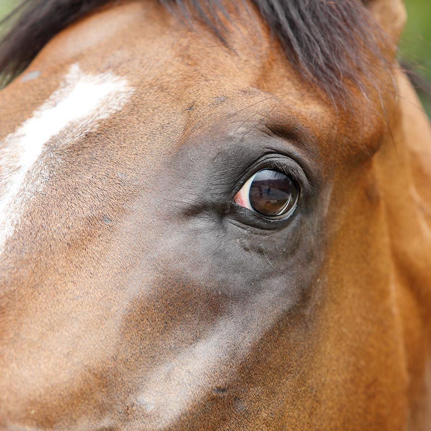 Cheval stressé, trop chaud ou anxieux : quelle solution choisir