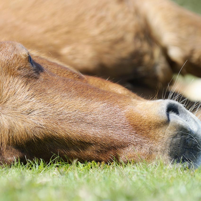 Repos du cheval : nos conseils pour un été et une rentrée au top