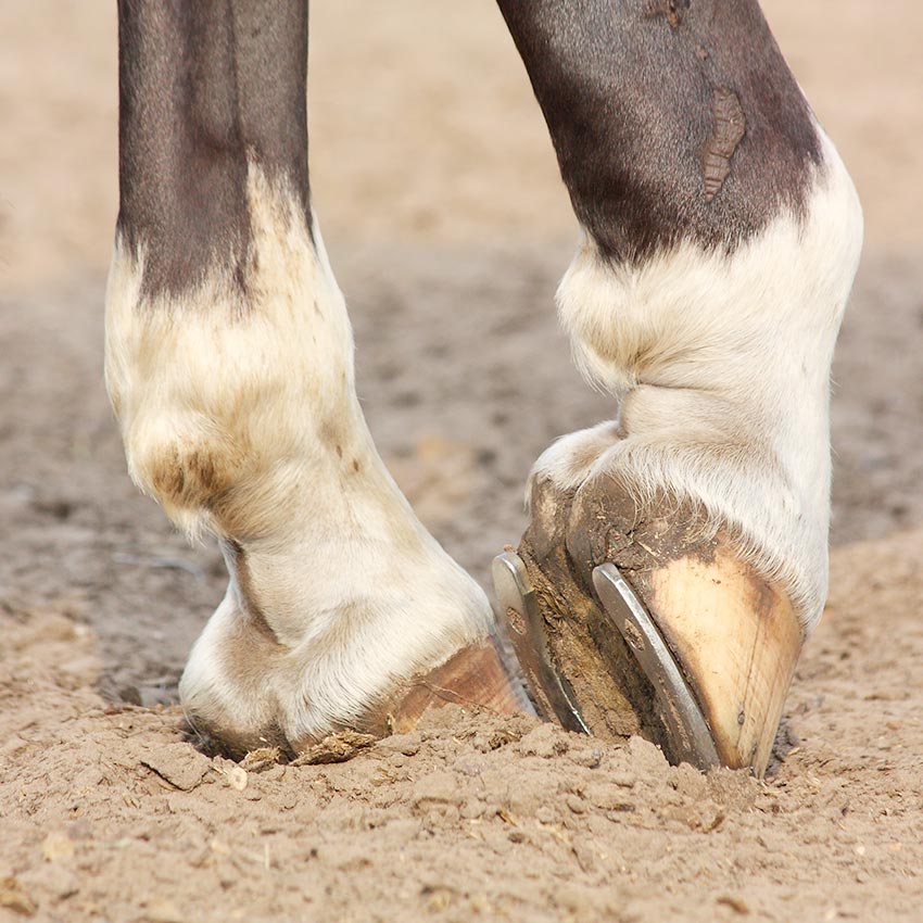 Pathologies du boulet chez le cheval : comprendre et soigner