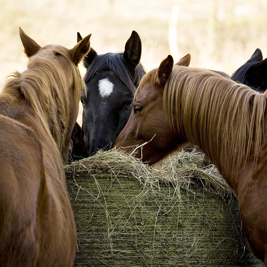 Alimentation du cheval : les bases pour comprendre (1/2)
