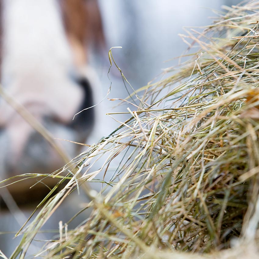 Alimentation du cheval : pour aller plus loin (2/2)