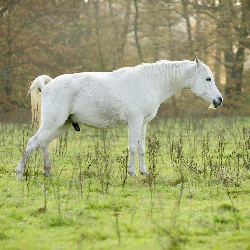 Insuffisance rénale chez le cheval : causes et traitements