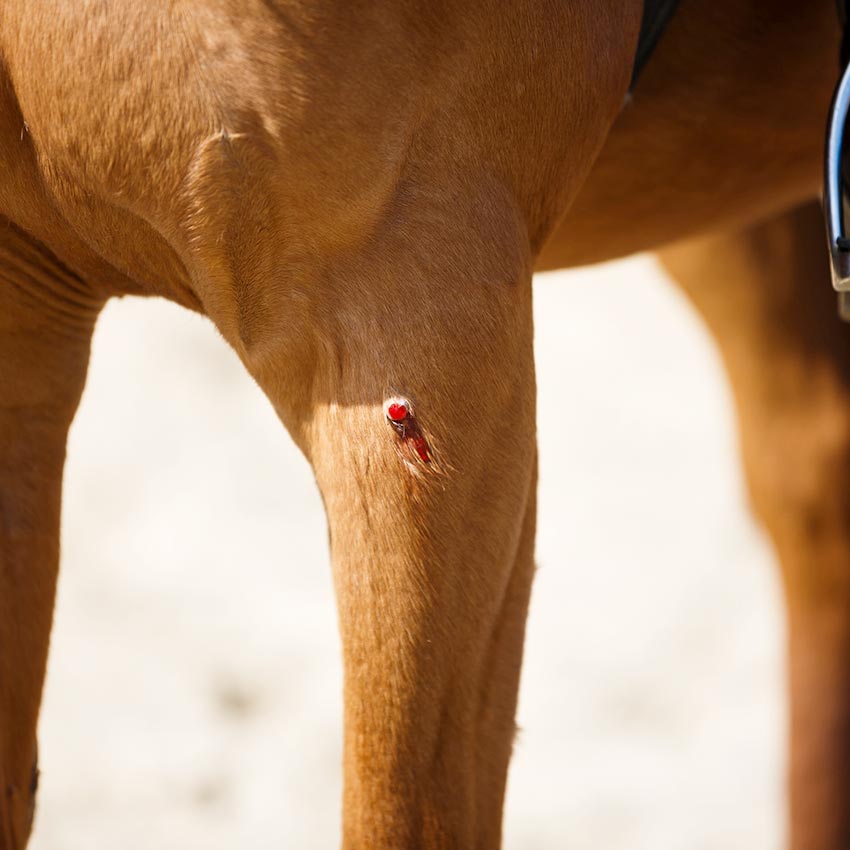 Cicatrisation des plaies chez le cheval et l'action de la nacre