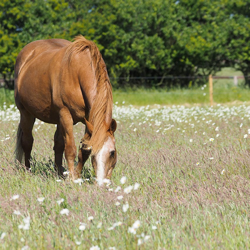 Vieux cheval : comment bien s’en occuper
