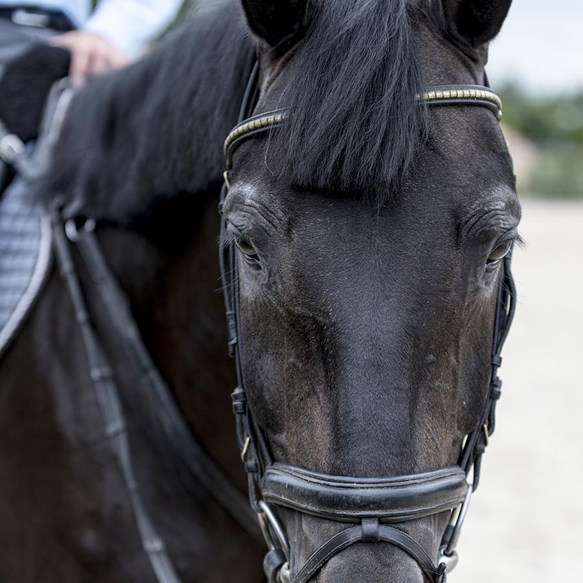 Arthrose chez le cheval : comment prévenir et soulager