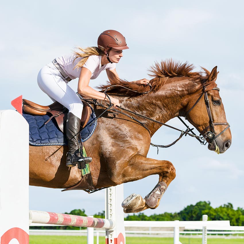 Coup de sang du cheval ou myosite : comment réagir