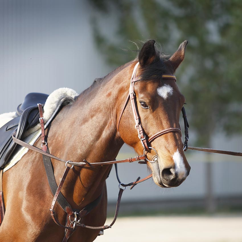Travail musculaire du cheval : les bases pour comprendre
