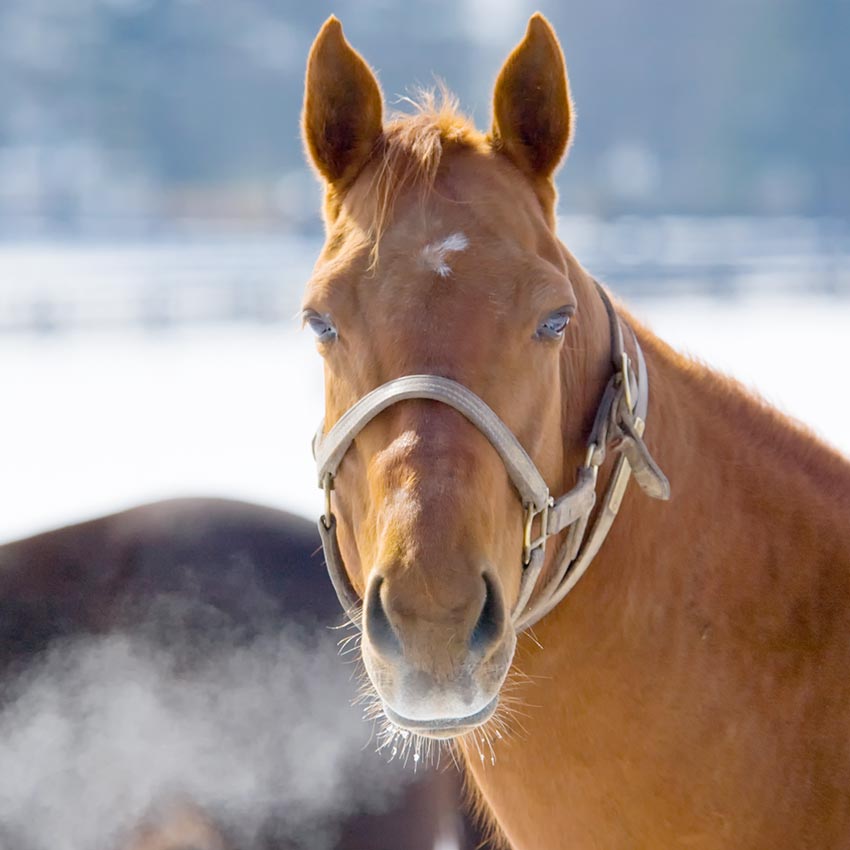 Toux du cheval : comprendre et agir