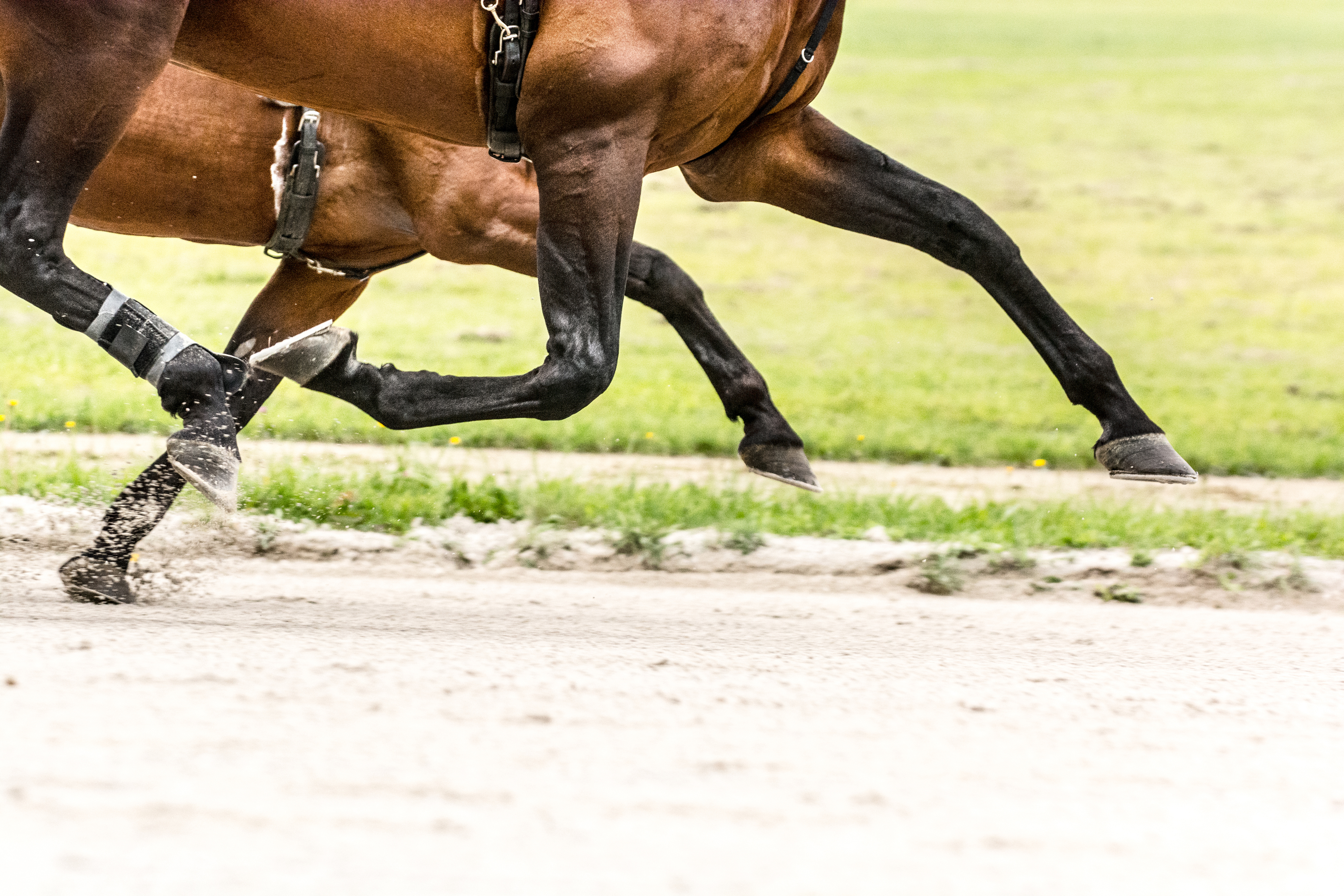 Hémorragie pulmonaire chez le cheval : causes et traitements