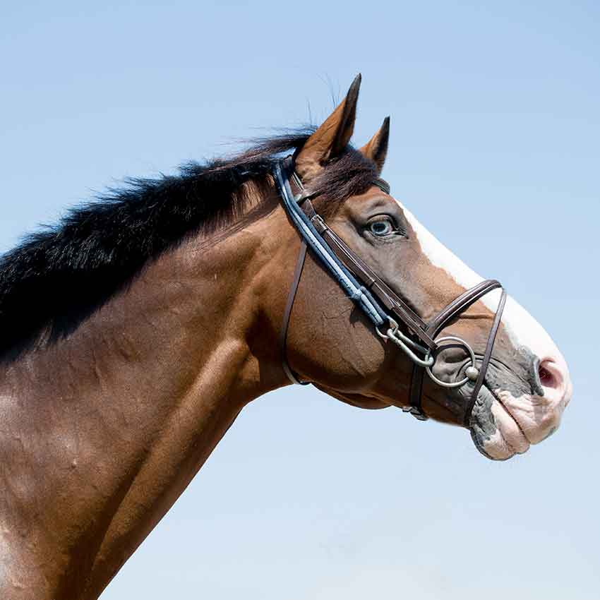 Tic chez le cheval : comprendre, prévenir et traiter la stéréotypie équine