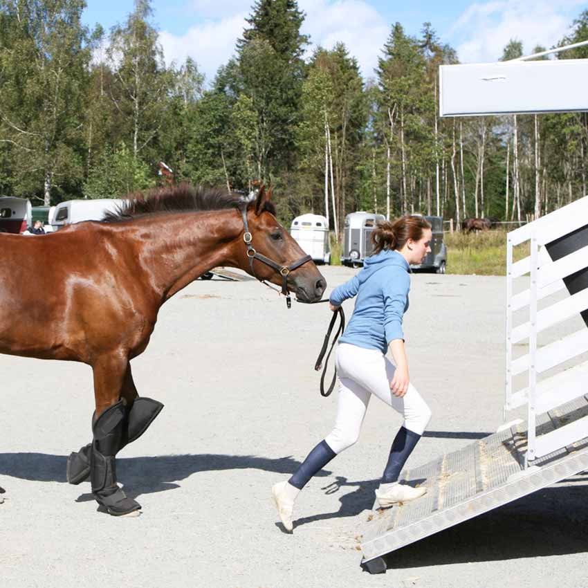 Transport du cheval : apporter confort et sécurité