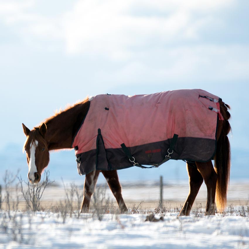 Cheval en hiver : comment le préparer
