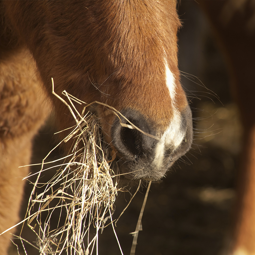 Le rendez-vous experts - 1 : l’alimentation du cheval