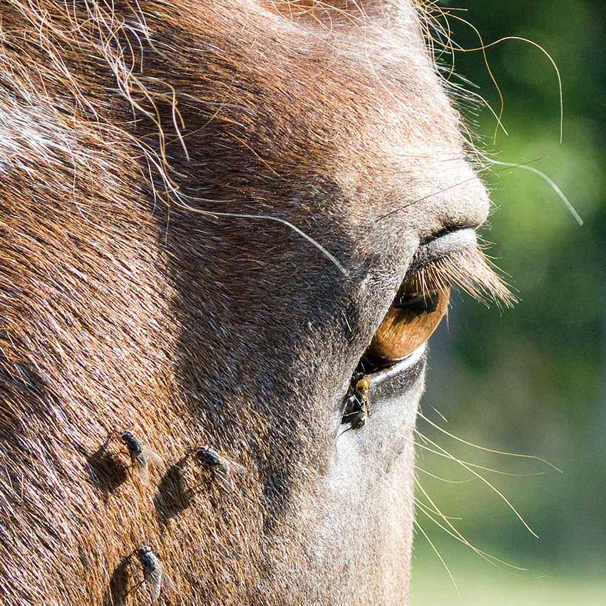 Protéger efficacement son cheval des mouches : notre guide complet