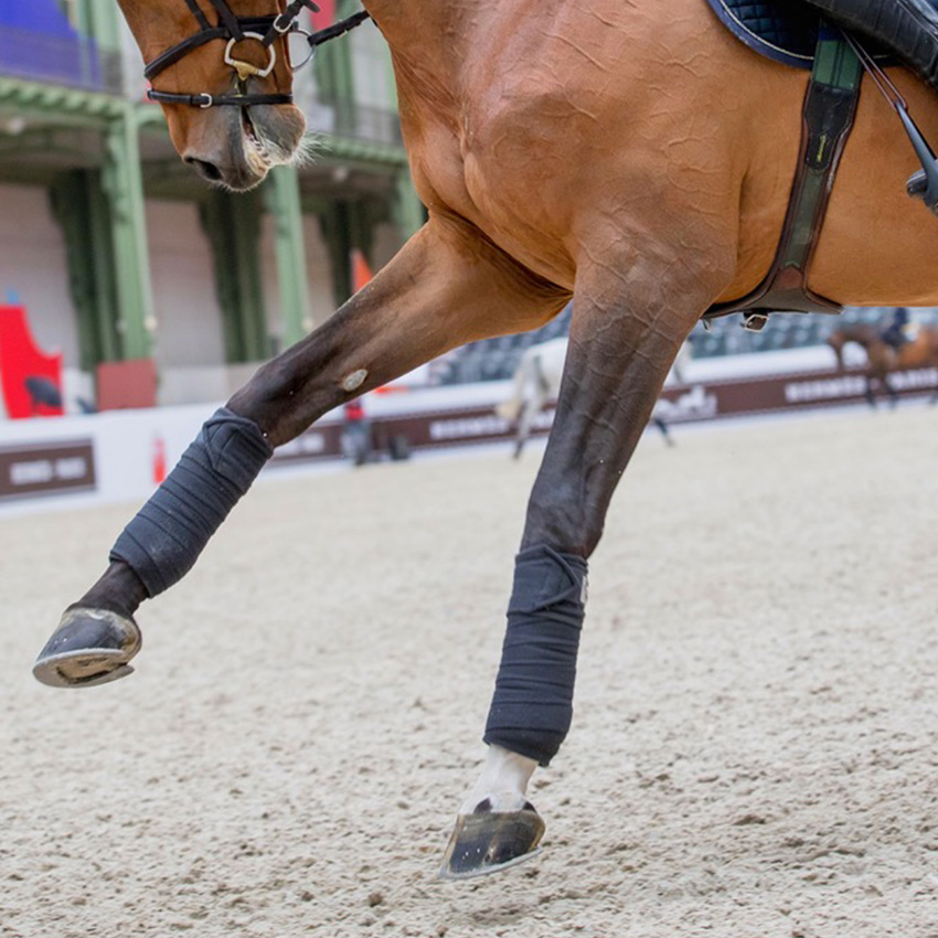 Comment mieux comprendre l’arthrose : le remodelage osseux chez le cheval