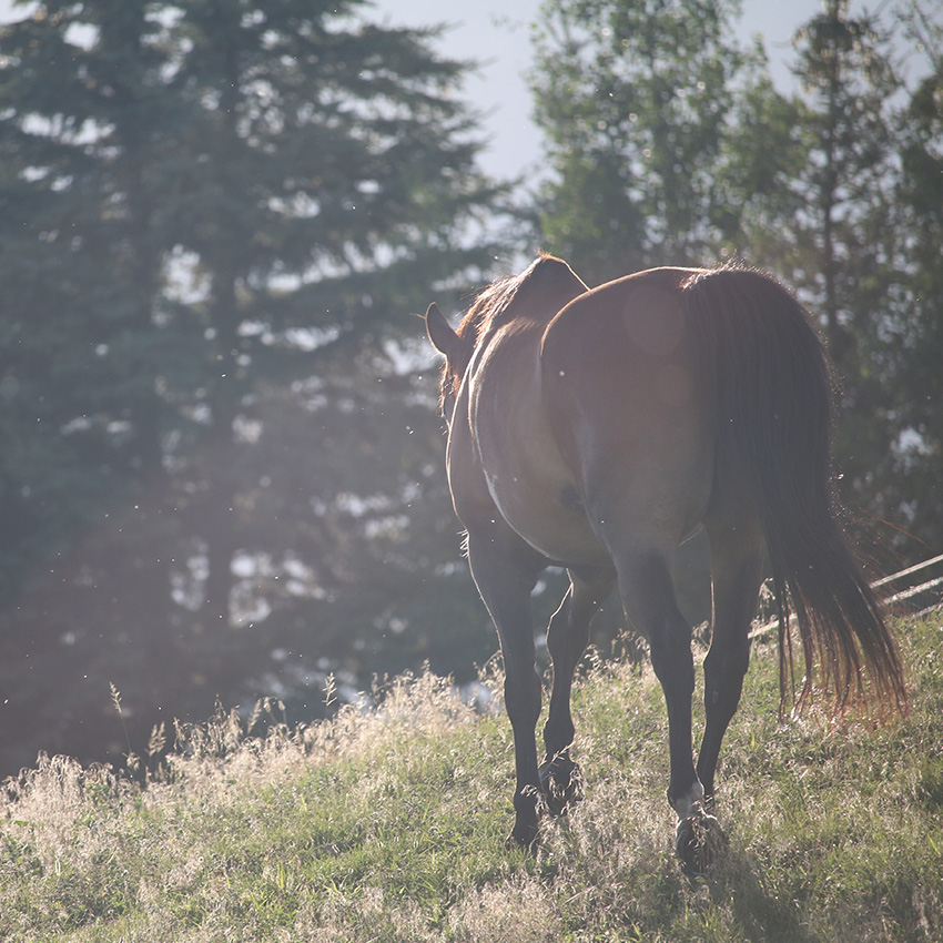 Gérer la fin de vie du cheval