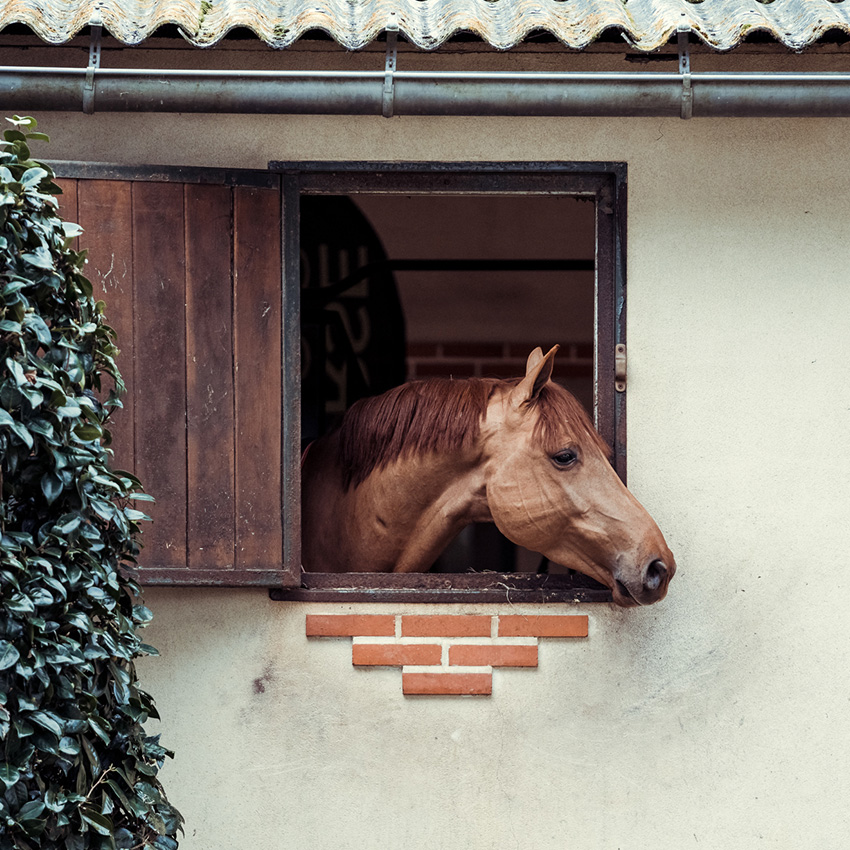Les allergies chez le cheval