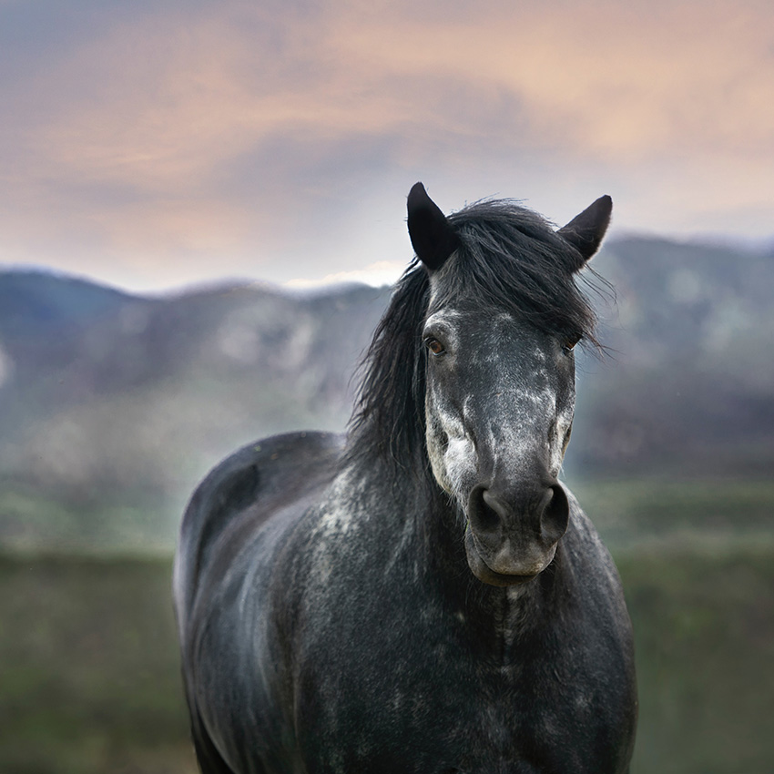 L’évolution du cheval sénior
