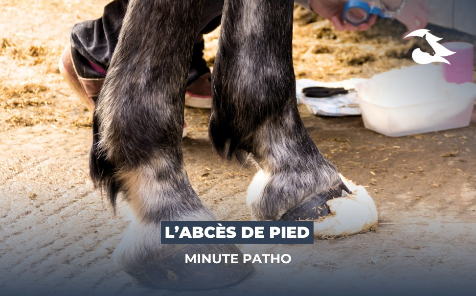 La Minute Patho - L'abcès de pied du cheval