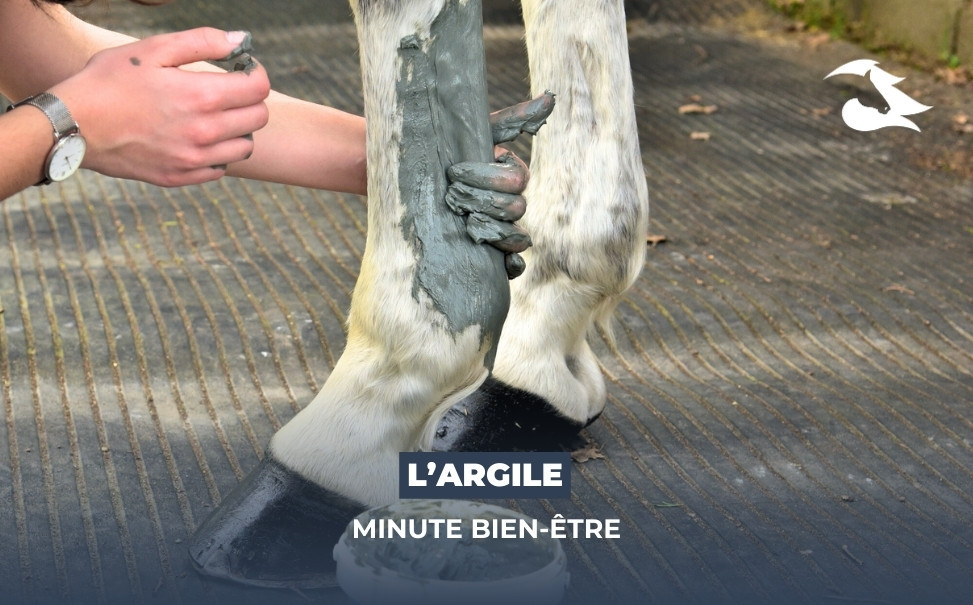 La Minute Bien-être : l'Argile pour votre cheval