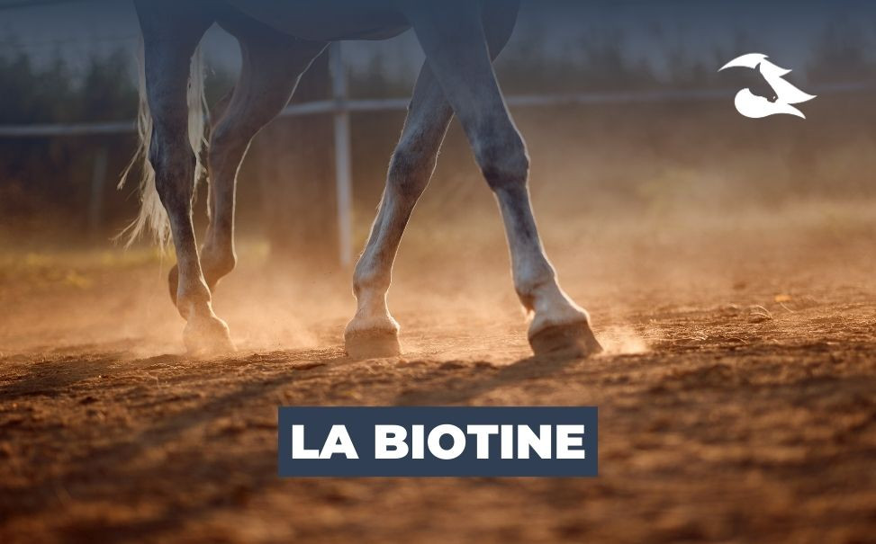 La Biotine pour votre cheval : pourquoi et comment l'utiliser ?
