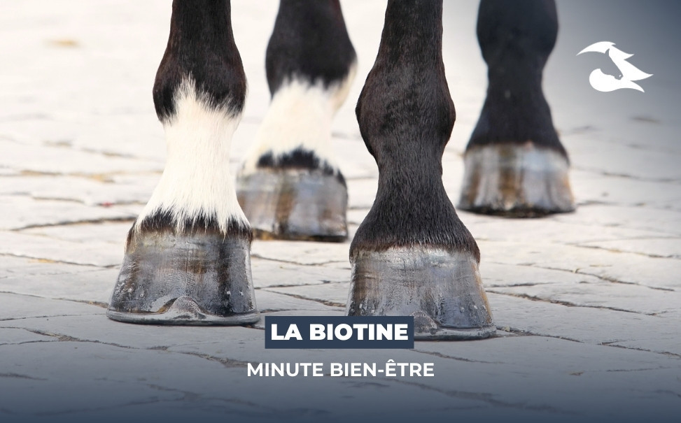 La Minute Bien-être - La biotine pour cheval