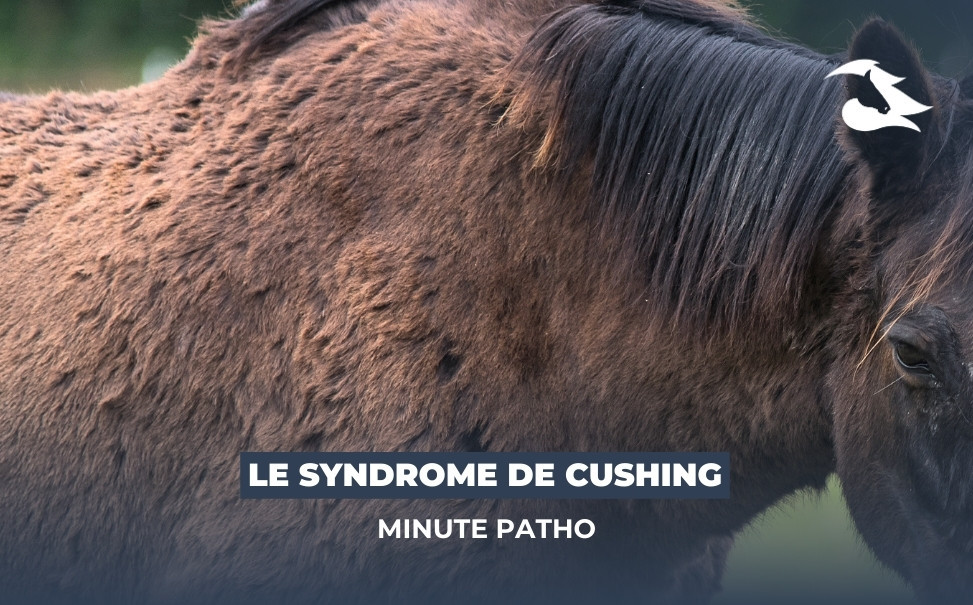 La Minute Patho : Le Syndrome de Cushing