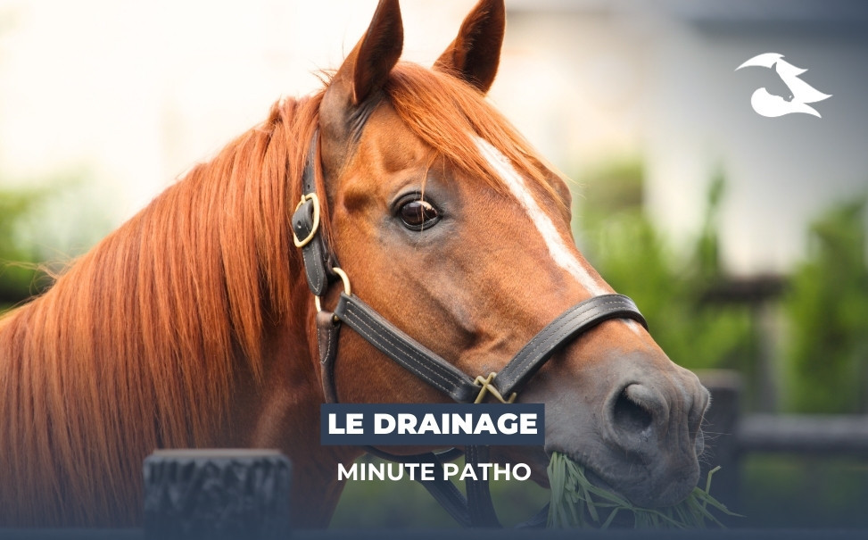 La Minute Patho : Le Drainage